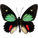 Green-celled Cattleheart Swallowtail - Parides childrenae icon